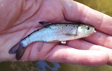 The Micro Dace